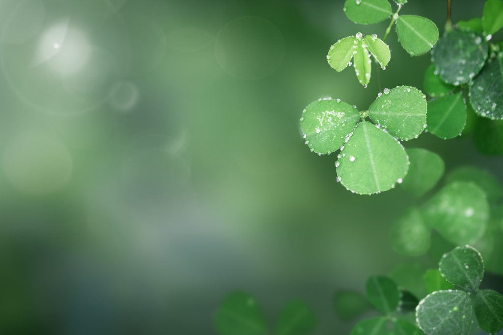 round-leaves-blue-water-area-transit